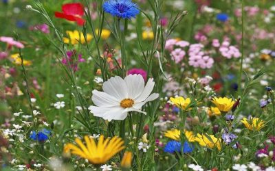 Pure jardin
